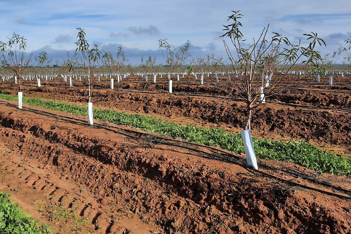 Plantação Panasqueira