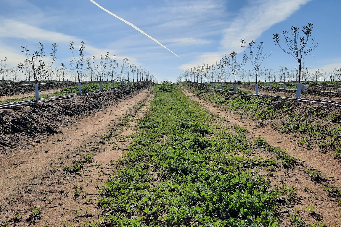 Plantação Panasqueira